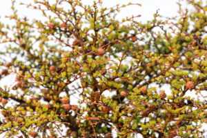 Berlin, attic, terrace, larch, Larix decidua, cones Berlin, attic, terrace, larch, Larix decidua, cones